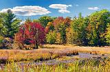 Autumn Marsh_28378